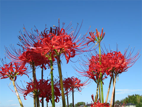 �@�B���i�̂悤�Ȕފ݉�