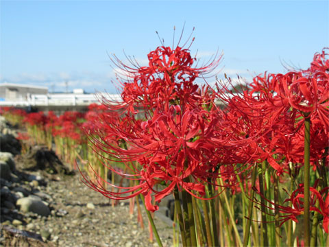 �@�B���i�̂悤�Ȕފ݉�