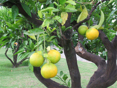 ���X�i�K�̒�