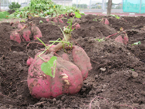 ���X�i�K�̒�