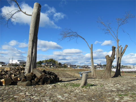 工場の木の伐採