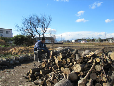 �H��̖؂̔���