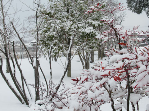 冬のYASUNAGAの庭