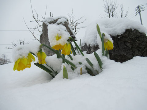 冬のYASUNAGAの庭