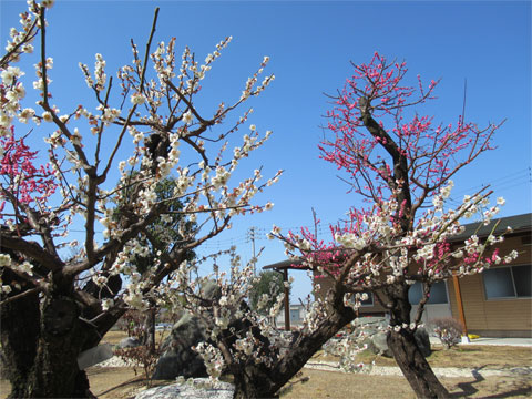 YASUNAGAの梅の花