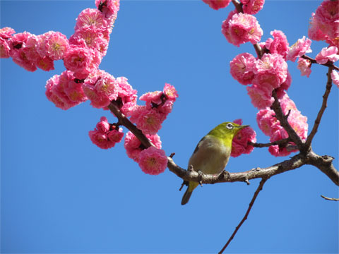 春のYASUNAGAの庭